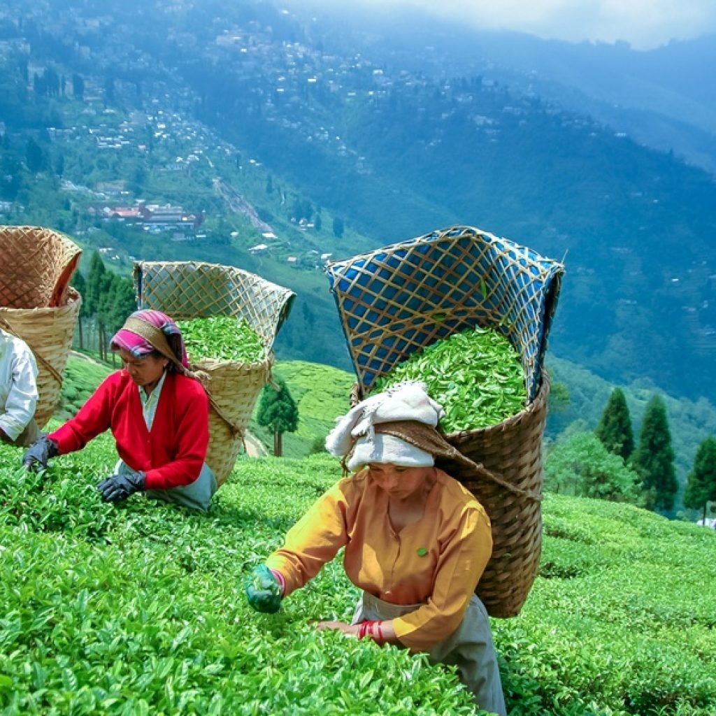 Darjeeling Himalayan Escape – Tea Gardens, Toy Train & Mountain Views