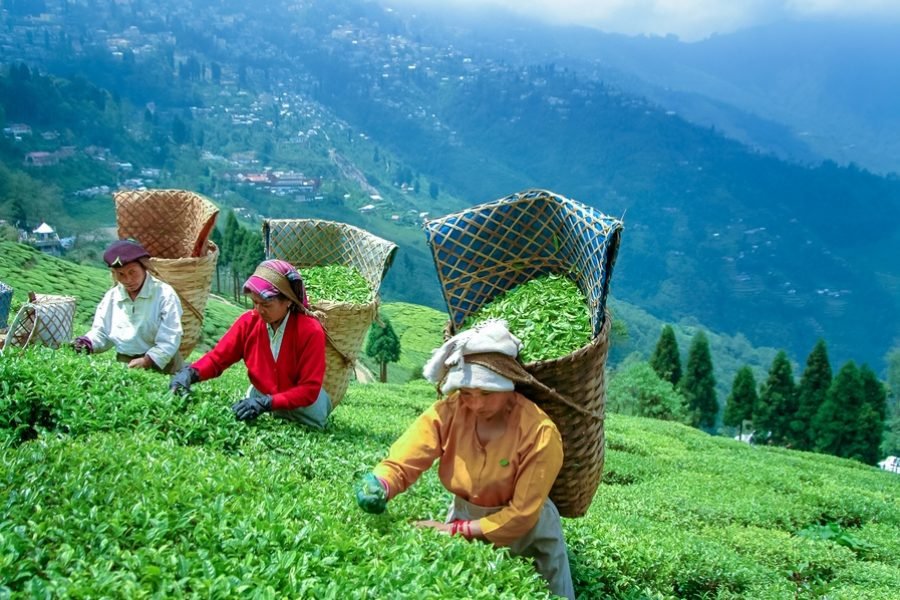 Darjeeling Himalayan Escape – Tea Gardens, Toy Train & Mountain Views