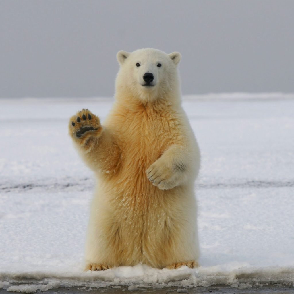 sitting-polar-bear-in-arctic-background