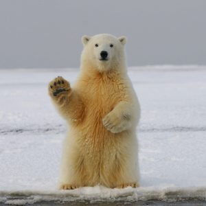 sitting-polar-bear-in-arctic-background