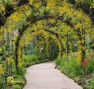 Dangs Forest Revival: Native Flora & Nursery