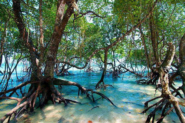 Coral Guardians: Reef Conservation Program