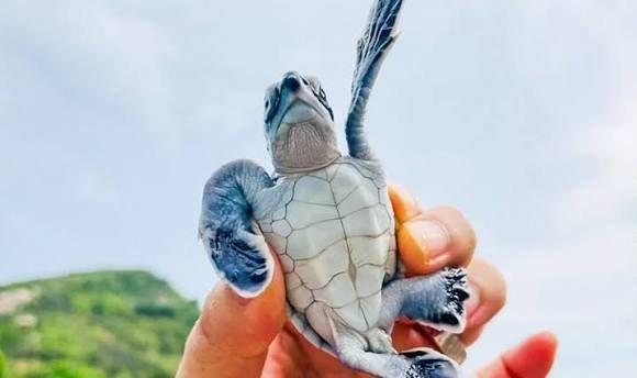 Sea Turtle Conservation | Odisha | Skilled