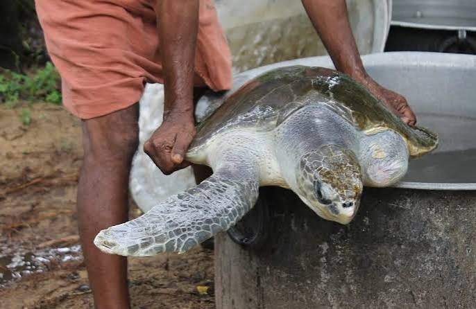 Sea Turtle Conservation | Odisha | Skilled