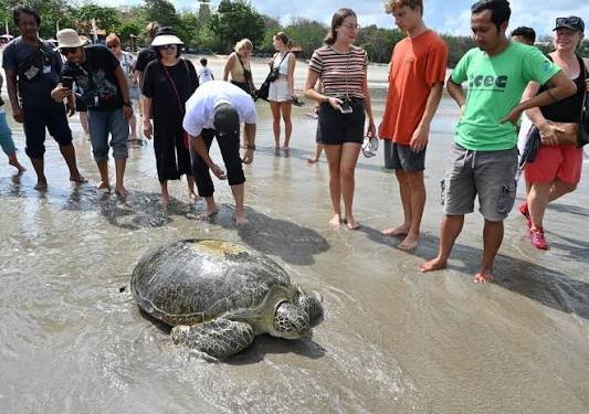 Sea Turtle Conservation | Odisha | Skilled