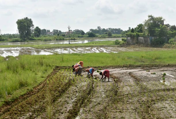 Sriniketan Soil: Organic Roots, Rural Revival