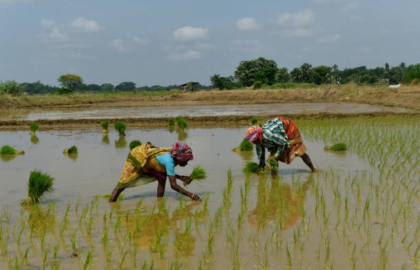 Sriniketan Soil: Organic Roots, Rural Revival