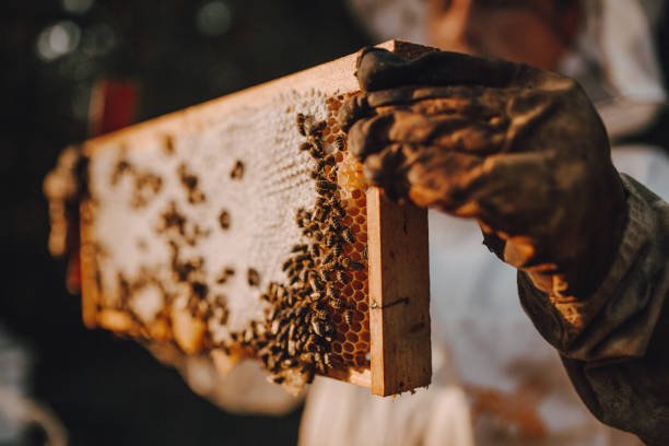 Wild Hives: Beekeeping in the Sundarbans