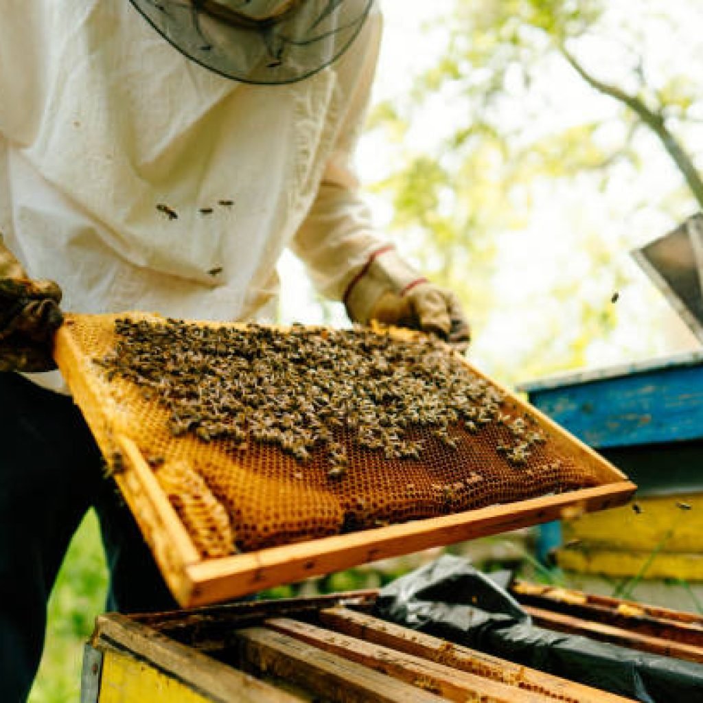 Wild Hives: Beekeeping in the Sundarbans