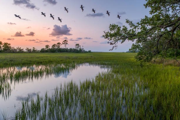 Wings of Chilika: Wetland Ecology, Odisha