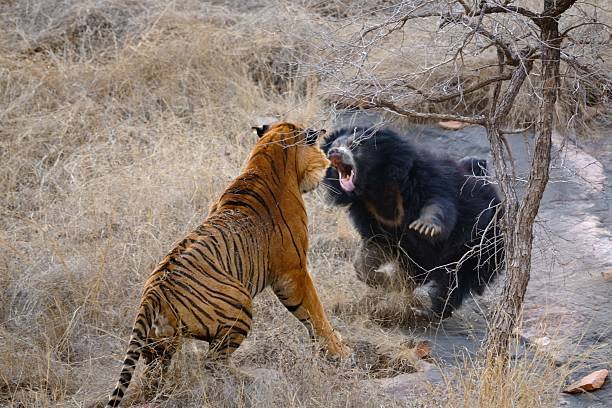 Second Chances: Sloth Bear Rescue, Karnataka