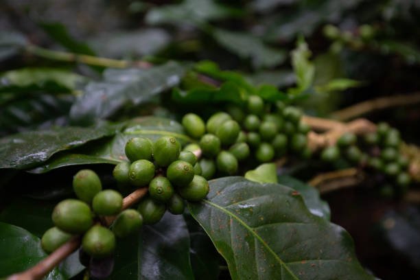 Coorg Coffee Trails: Eco-Lodge Hospitality