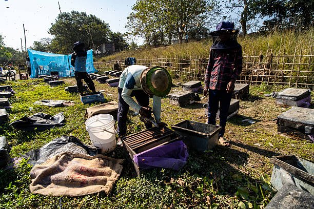 Wild Hives: Beekeeping in the Sundarbans