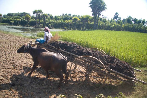 Sriniketan Soil: Organic Roots, Rural Revival
