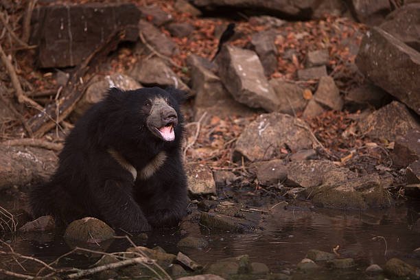 Second Chances: Sloth Bear Rescue, Karnataka