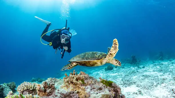Coral Guardians: Reef Conservation Program