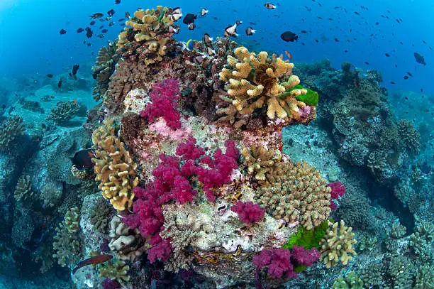Coral Guardians: Reef Conservation Program